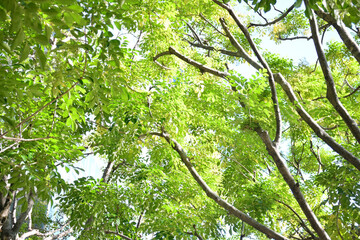 Fototapeta premium 爽やかな街路樹