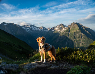 A dog near majestic mountains on a sunny day