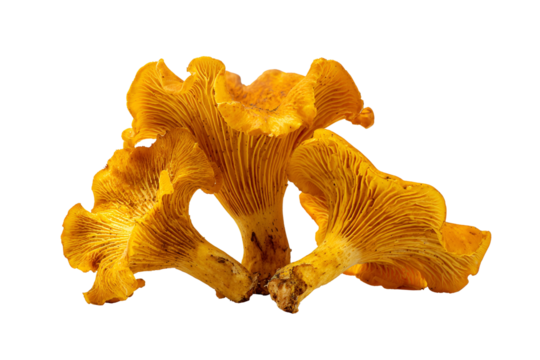 Close up of vibrant golden chanterelle mushrooms with ruffled edges on a black background