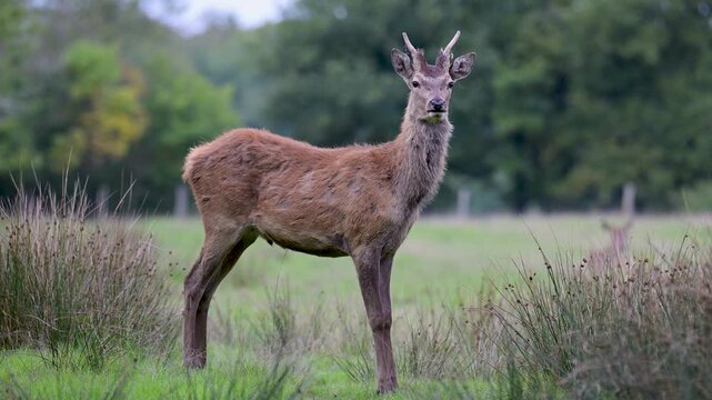 Red deer brocket in molt observing in a plain with a hind lying down in background in a park. Cervus elaphus, Juncus effusus, Sologne, Loiret 45, r&eacute;gion Centre, France, European Union, Europe