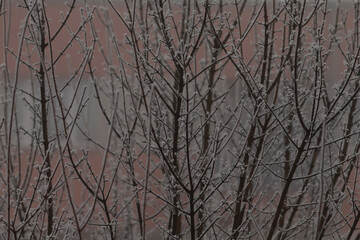 Silent cityscape with icy twigs, Chilly morning scene featuring icy branches against subdued city background 23.05.25 Americka, Kladno, CZ