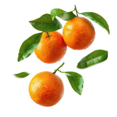 Bright oranges with green leaves on a dark background