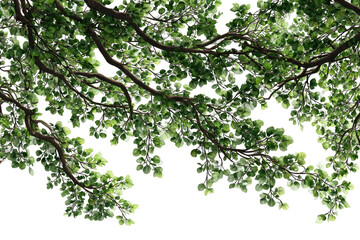 Lush green canopy of leafy branches against a black background