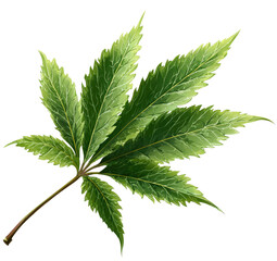 Vibrant green leaf with serrated edges on a dark background