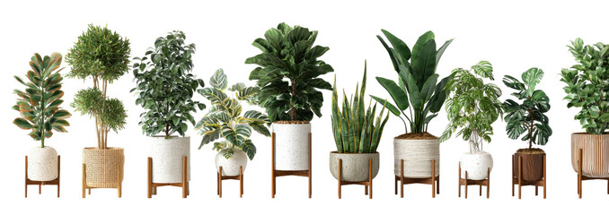 Assortment of potted green indoor plants on stands