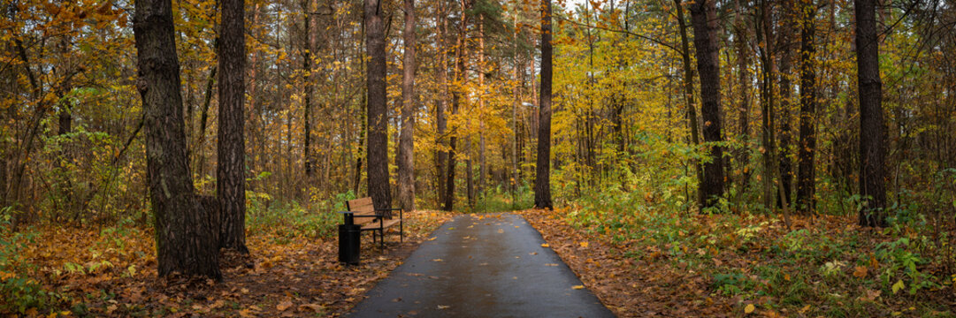 A colorful city park with an asphalt path and a bench among dense, multicolored thickets in damp weather. Widescreen panoramic photo of the landscape in 15x5 format. Vibrant colors of October