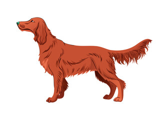 Irish setter clipart. Different poses, coat colors set. vector icon
