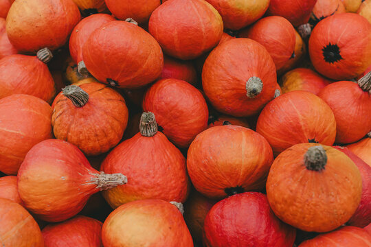 Pumpkins in a pile outdoors during autumn