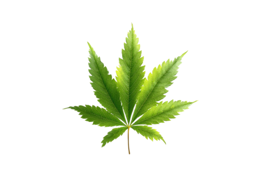 Vibrant green leaf with serrated edges on a black background (1)