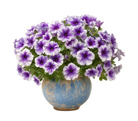 Vibrant purple and white petunias overflow a rustic blue pot