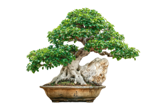 Ancient gnarled bonsai tree with lush green foliage and rock