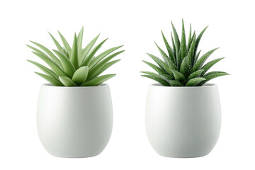 Two green potted plants on white pots, isolated