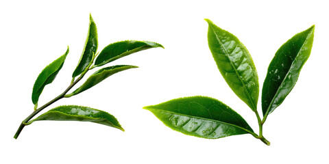 Two fresh green tea sprigs isolated on a black background