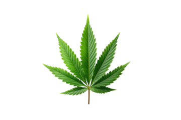 Vibrant green cannabis leaf on a stark black background