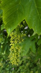 Blooming Maple Tree Known as Sycamore Maple. Close-up of blooming sycamore maple tree branches with small yellow-green flowers and fresh spring leaves.