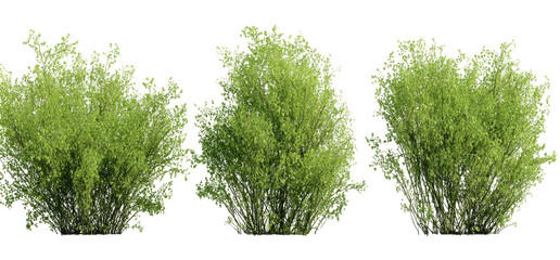 Three bushy green plants isolated on a black background