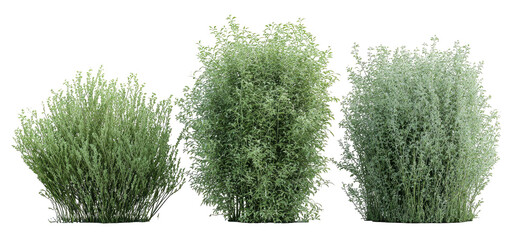 Three green bushy plants stand against a black background