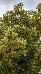 Abundant Blossoms on a Large Old Linden Tree. Close-up of a large old linden tree covered with numerous fragrant yellow-white flowers in full bloom.