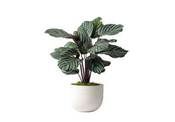 Lush green plant with striped leaves in a simple white pot