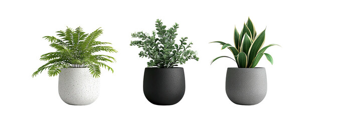 Three potted plants on a black background