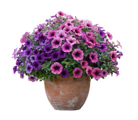 Lush petunias overflow from a weathered terracotta pot