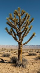 A unique desert tree, resembling a pine but with succulent branches and sharp spines, thriving in a sun-drenched, arid landscape ,adaptation ,vibrant ,arid