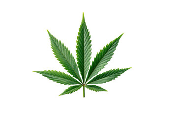 Green cannabis leaf with serrated edges on black background