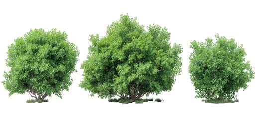 Three lush, green, full-bodied trees with textured foliage