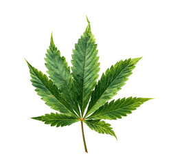 Green cannabis leaf with serrated edges against black