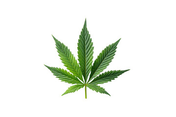A single green cannabis leaf with serrated edges