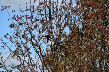 A magpie is sitting on a branch in sunny autumn day.