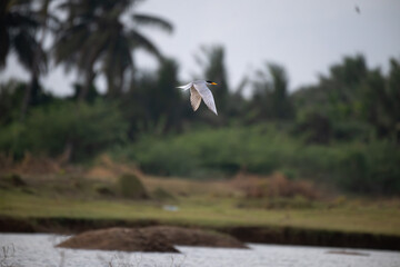 A common river tern in mid flight with its wings fully spread, soaring over a small, muddy island. The background is well blurred with lush green and blue sky.