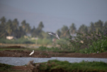 A common river tern in mid flight with its wings fully spread, soaring over a small, muddy island. The background is well blurred with lush green and blue sky.