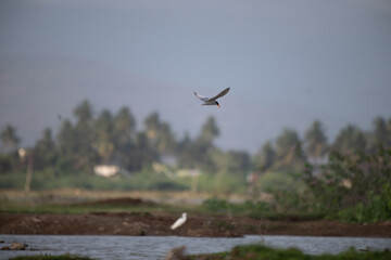 A common river tern in mid flight with its wings fully spread, soaring over a small, muddy island. The background is well blurred with lush green and blue sky.