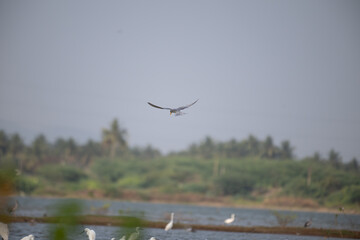 A common river tern in mid flight with its wings fully spread, soaring over a small, muddy island. The background is well blurred with lush green and blue sky.