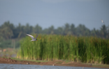 A common river tern in mid flight with its wings fully spread, soaring over a small, muddy island. The background is well blurred with lush green and blue sky.