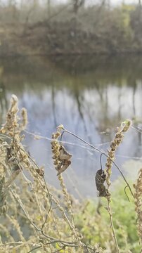 Reeds Swaying In The Wind Photos