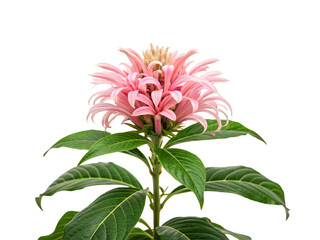 Pink bee balm flower with spiky tubular petals, green leaves, botanical garden plant, Monarda specimen, isolated on a transparent background