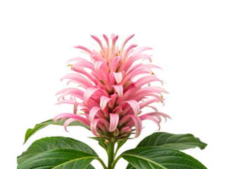 Pink bee balm blossom, curved tubular petals radiating outward, green foliage base, wildflower botanical specimen, isolated on a transparent background