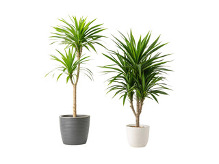 Obraz premium Dracaena marginata houseplants with spiky green leaves in gray and white ribbed ceramic pots, isolated on a transparent background