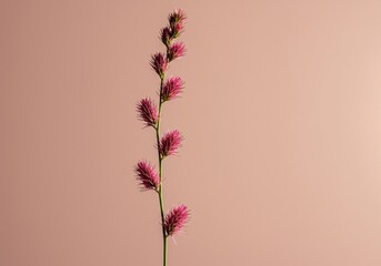 A very elongated, delicate natural form stands vertically, showcasing its narrow profile and elegant, graceful contours against a soft background ,harmonious ,tranquil ,elongated