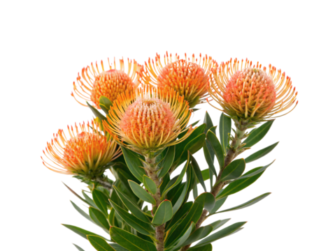 Five vibrant orange and coral leucospermum protea flowers with radiating stamens and thick green leaves, isolated on a transparent background