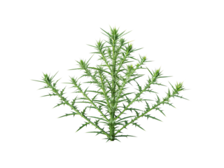 A green thistle plant with sharp spines and natural symmetry in full detail, isolated on a transparent background.