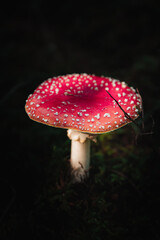 fly agaric mushroom