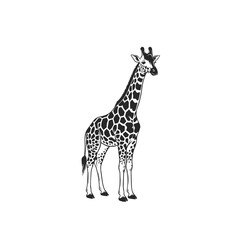 Fototapeta premium Majestic black and white spotted giraffe vector illustration standing showcasing long neck and distinctive pattern.
