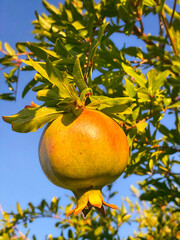 pomegranate on the branch