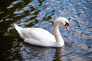 Obraz premium A Mute Swan swimming on the lake at Wollaton Country and Deer Park in Nottingham, UK.