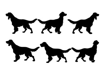 Six silhouettes of irish setter dogs in various poses .vector icon
