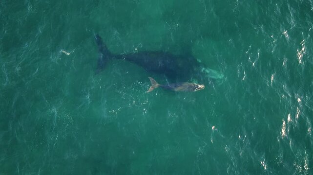 Aerial top down view over a southern right whale (Eubalaena australis) with calf swimming in teal sea off the coast of Puerto Madryn, Patagonia. Clear water, natural marine life, animal behavior