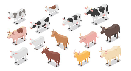Obraz premium Isometric farm cows: diverse breeds in various colors and patterns